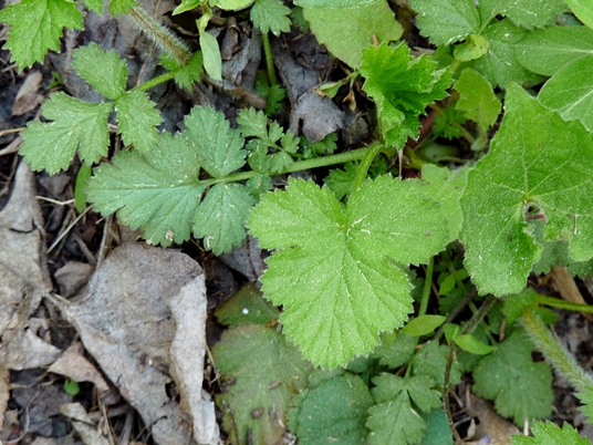 {Geum vernum}